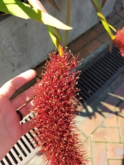 Xeronema callistemon