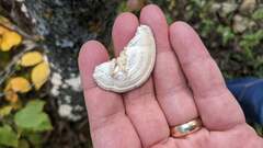 Trichaptum subchartaceum