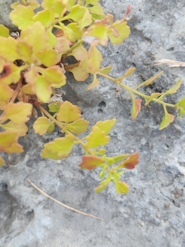 Image of Laphamia lindheimeri by (c) Jo Roberts, some rights reserved (CC BY)