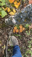 Trichaptum subchartaceum