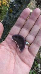 Trichaptum subchartaceum