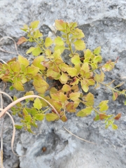 Perityle lindheimeri