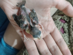 Aves