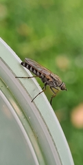 Anabarhynchus teddington