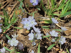 Phacelia pringlei