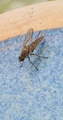 Anabarhynchus teddington