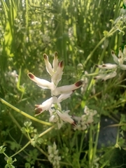 Fumaria capreolata