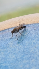 Anabarhynchus teddington