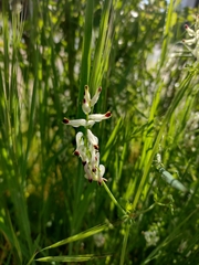 Fumaria capreolata