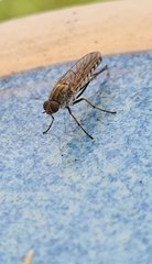 Anabarhynchus teddington