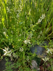 Fumaria capreolata
