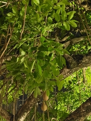 Kigelia africana