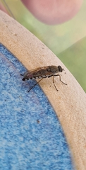 Anabarhynchus teddington