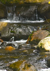 Cinclus leucocephalus