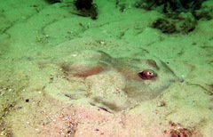 Trygonoptera testacea