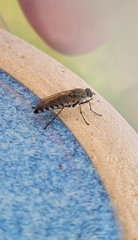Anabarhynchus teddington