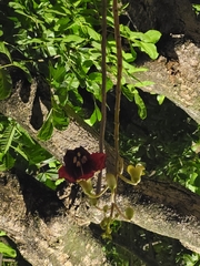 Kigelia africana