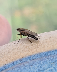 Anabarhynchus teddington