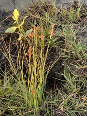 Fimbristylis dichotoma