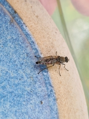 Anabarhynchus teddington