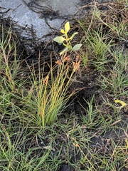 Fimbristylis dichotoma