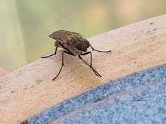 Anabarhynchus teddington