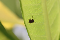 Araecerus