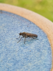 Anabarhynchus teddington