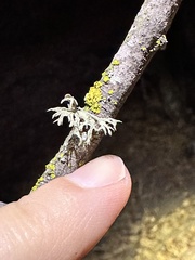 Ramalina subleptocarpha