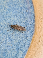 Anabarhynchus teddington