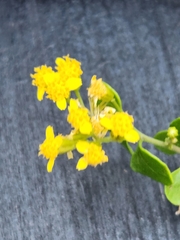 Perityle lindheimeri