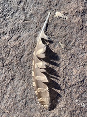 Megascops kennicottii