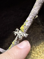 Ramalina subleptocarpha