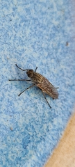 Anabarhynchus teddington