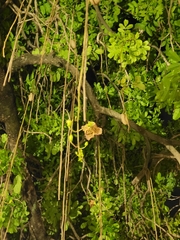 Kigelia africana
