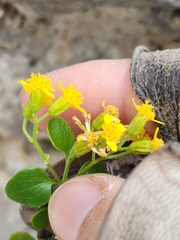 Perityle lindheimeri