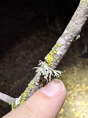 Ramalina subleptocarpha