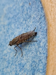 Anabarhynchus teddington
