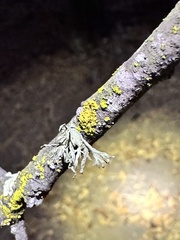 Ramalina subleptocarpha