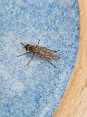 Anabarhynchus teddington