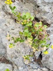 Perityle lindheimeri