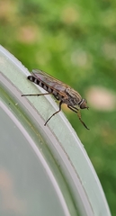 Anabarhynchus teddington