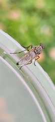 Anabarhynchus teddington