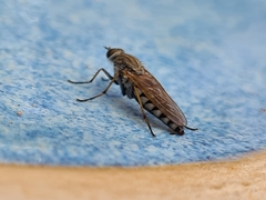 Anabarhynchus teddington