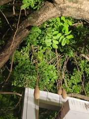 Kigelia africana