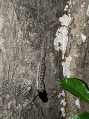 Hemidactylus bowringii