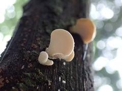 Panellus pusillus