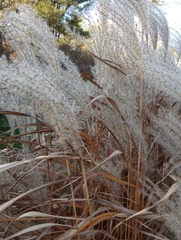 Miscanthus