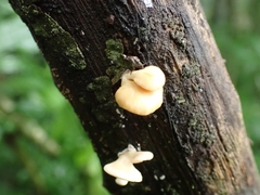 Panellus pusillus