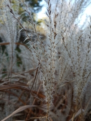 Miscanthus